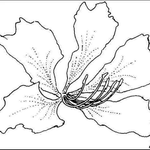 thumbnail for publication: Bauhinia aculeata: White Orchid-Tree